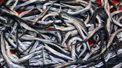 Tarım ve Orman Bakanlığı Su Ürünleri Tescil Komitesi, gıda amaçlı