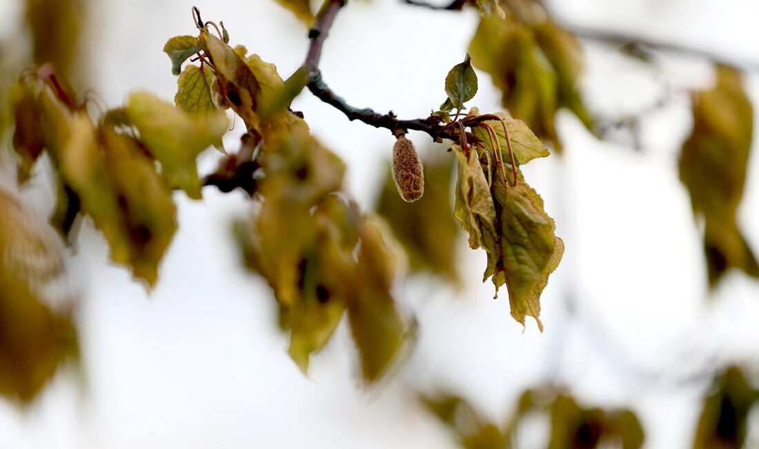 Tarım Sigortaları Havuz İşletmesi (TARSİM), nisan ayında meydana gelen zirai