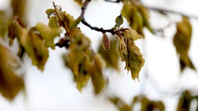 Tarım Sigortaları Havuz İşletmesi (TARSİM), nisan ayında meydana gelen zirai