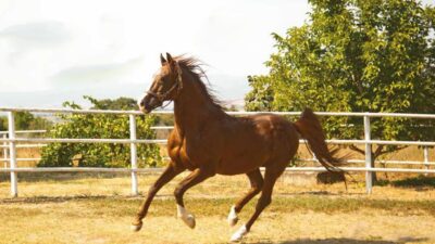 Tarım ve Orman Bakanlığı Tarım İşletmeleri Genel Müdürlüğü (TİGEM) Karacabey