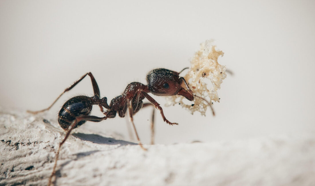 ABD, Pensilvanya’daki bir çocuğun yaptığı beklenmedik bir keşif, bazı yaban