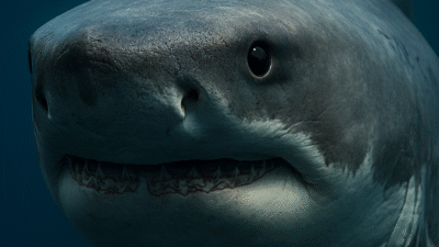 Dünyanın okyanuslarında ve tatlı sularında dişler, hayal edilmesi güç biçimler