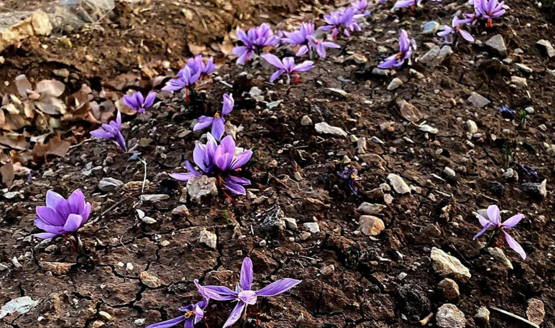 Siirt’te tarımsal üretimde çeşitliliğin artırılması kapsamında, Valilik Proje Birimi’nin temin