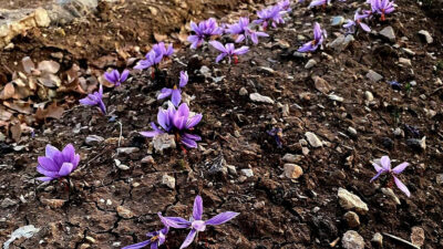 Siirt’te tarımsal üretimde çeşitliliğin artırılması kapsamında, Valilik Proje Birimi’nin temin