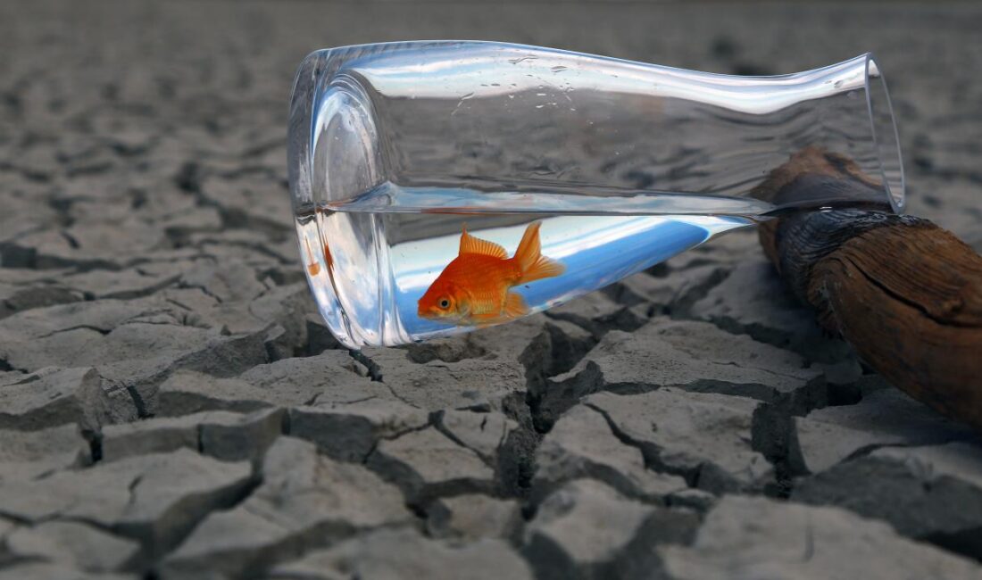 Küresel çapta yapılan araştırmada iklim değişikliğinin, hayvanlardan insanlara bulaşan hastalıkları