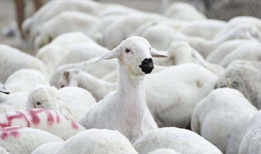 Tarım İşletmeleri Genel Müdürlüğü (TİGEM), 1200 küçükbaş hayvan satmak üzere