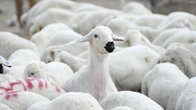 Tarım İşletmeleri Genel Müdürlüğü (TİGEM), 1200 küçükbaş hayvan satmak üzere