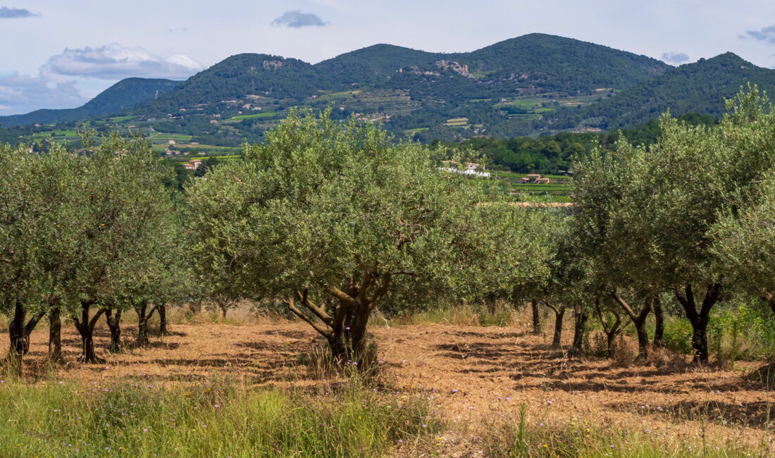 Anadolu’nun nadir zeytin türlerinin yer aldığı Zeytin Atlası yayında. Atlas