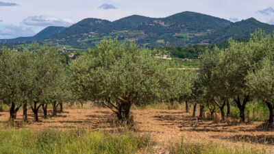 Anadolu’nun nadir zeytin türlerinin yer aldığı Zeytin Atlası yayında. Atlas
