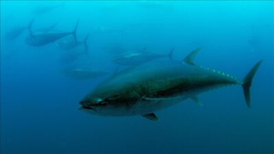 Tarım ve Orman Bakanı İbrahim Yumaklı, Atlantik Ton Balıklarının Korunması