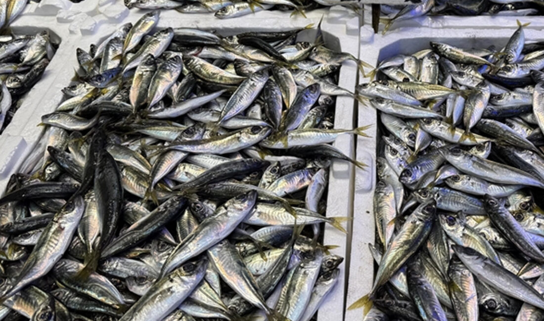 Trabzon’daki balıkçı tezgahlarında hamsi ve istavritin kilogramı 100 liradan satışa