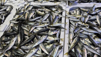 Trabzon’daki balıkçı tezgahlarında hamsi ve istavritin kilogramı 100 liradan satışa