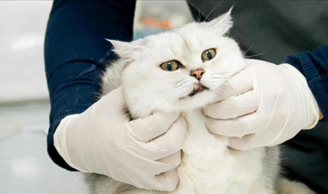 Veteriner Kontrol Enstitülerinin kapasitesinin güçlendirilmesi çalışmaları kapsamında, gelecek yıl başlayacak