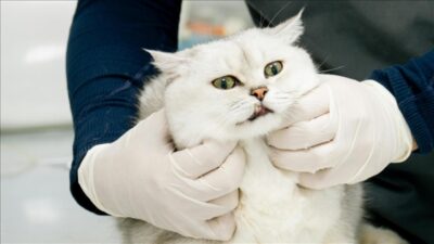 Veteriner Kontrol Enstitülerinin kapasitesinin güçlendirilmesi çalışmaları kapsamında, gelecek yıl başlayacak