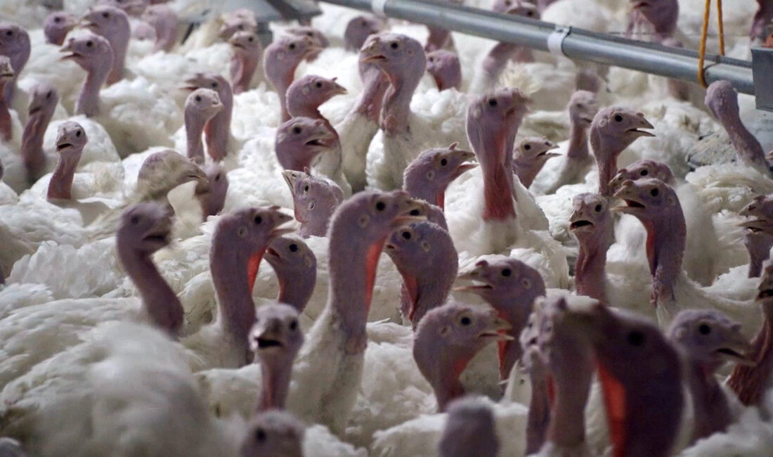 Türkiye’de özellikle yılbaşı sofralarının yemeği hindi, ağırlığına göre 800 ile