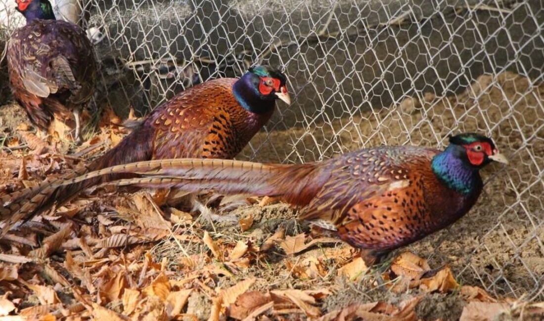 Amasya Üniversitesi’nde öğrenciler ve akademisyenlerin yürüttüğü sülün yetiştiriciliği çalışmaları büyük