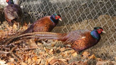 Amasya Üniversitesi’nde öğrenciler ve akademisyenlerin yürüttüğü sülün yetiştiriciliği çalışmaları büyük