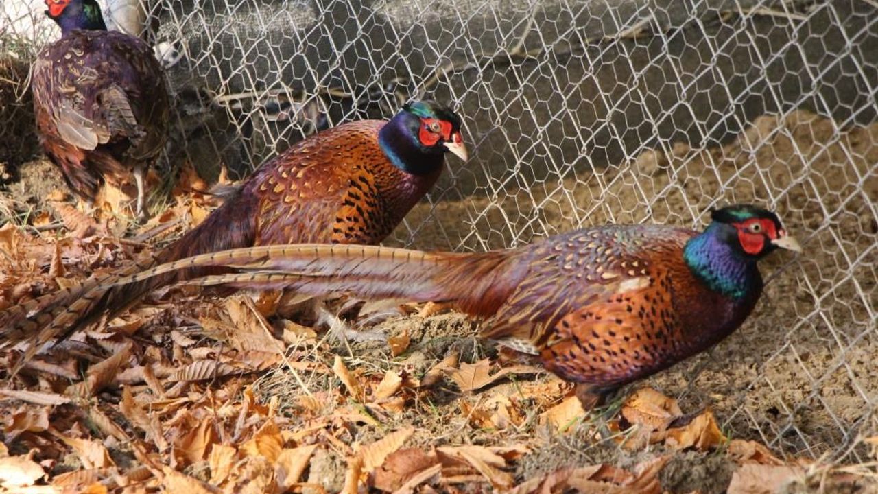 Amasya Üniversitesi’nde öğrenciler ve akademisyenlerin yürüttüğü sülün yetiştiriciliği çalışmaları büyük