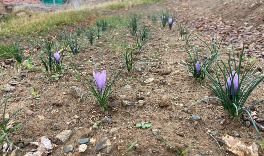 Kırıkkale’de yaşayan ve Kırıkkale Belediyesinde peyzaj teknikeri olarak görev yapan