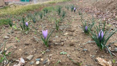 Kırıkkale’de yaşayan ve Kırıkkale Belediyesinde peyzaj teknikeri olarak görev yapan