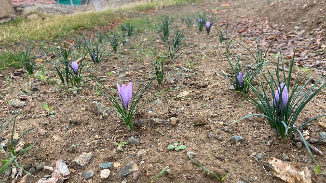 Kırıkkale’de yaşayan ve Kırıkkale Belediyesinde peyzaj teknikeri olarak görev yapan
