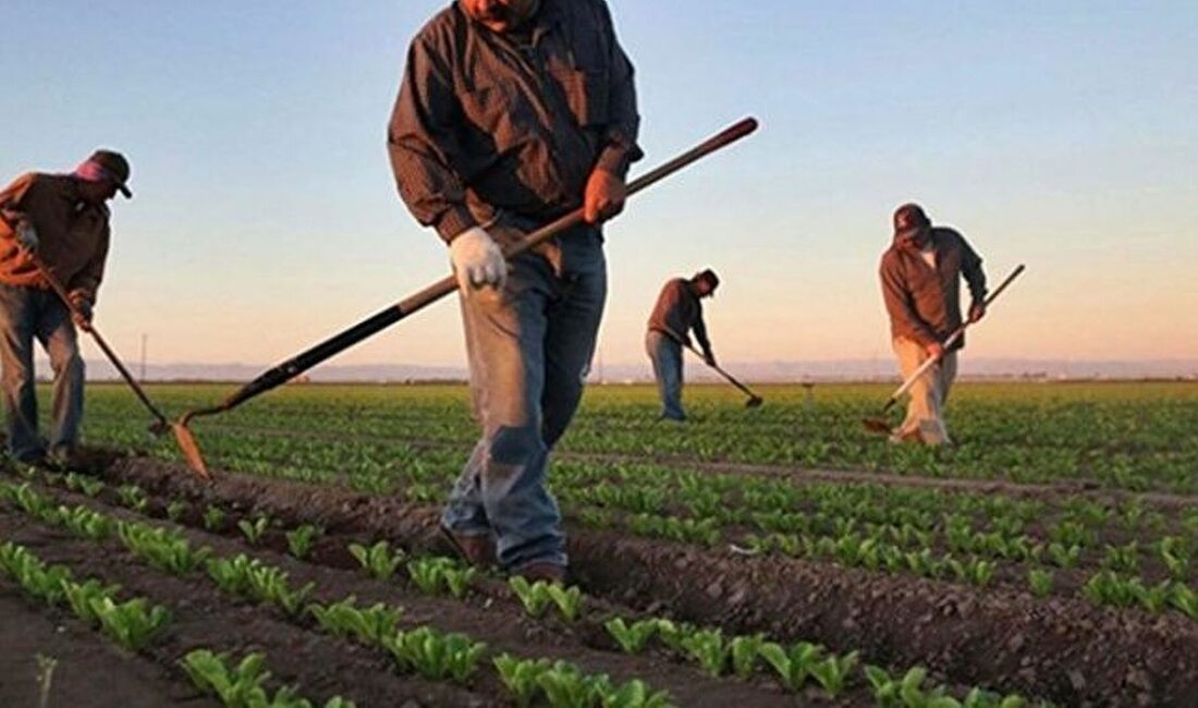 Tarım ve Orman Bakanı İbrahim Yumaklı, toplam 255 milyon 436