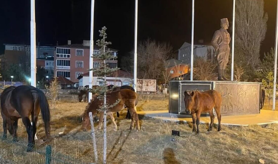 Ardahan’da şehre inip parklarda yiyecek arayan yılkı atları, şehir sakinlerini
