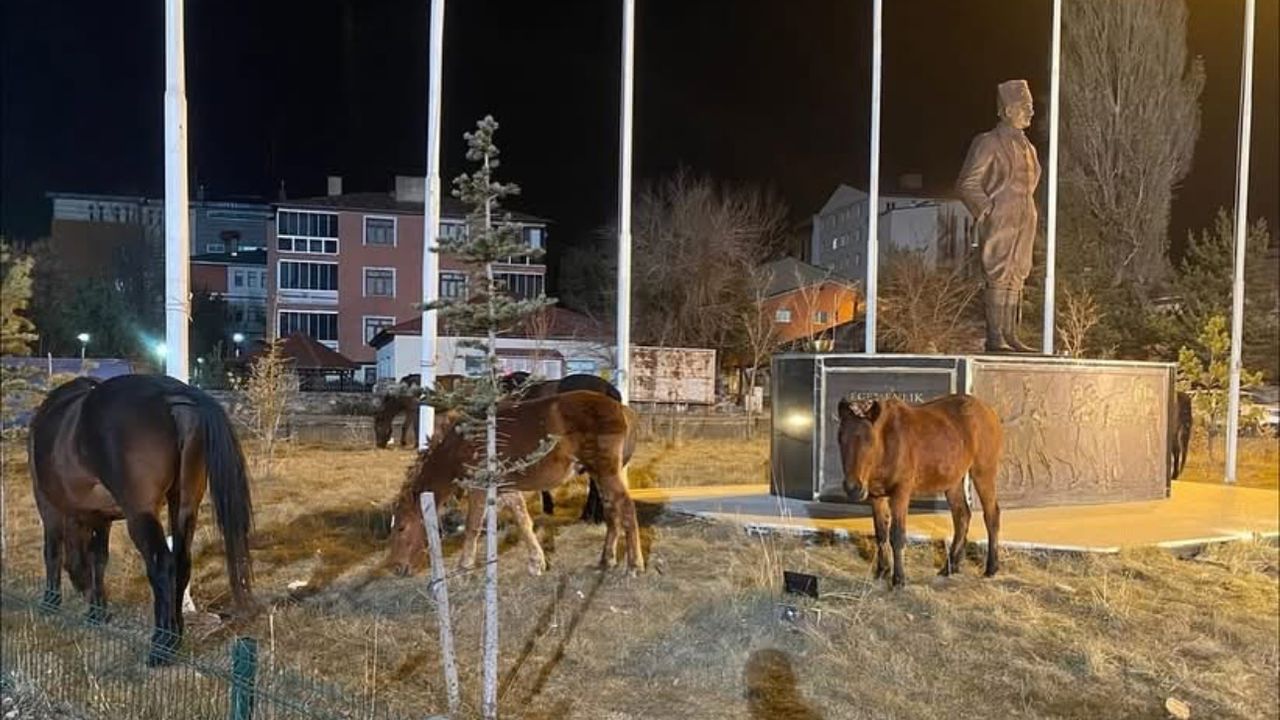 Ardahan’da şehre inip parklarda yiyecek arayan yılkı atları, şehir sakinlerini