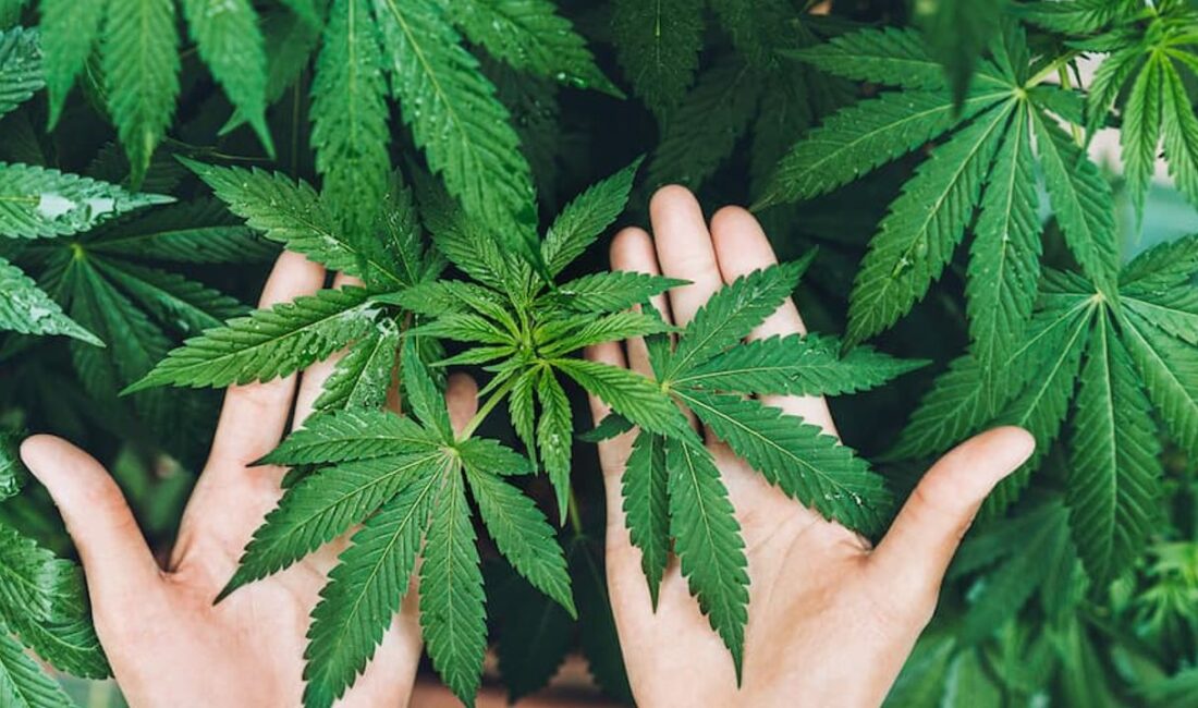 Kenevirin lif, tohum ve sap üretiminin yanı sıra tıbbi, sağlık