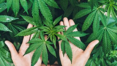 Kenevirin lif, tohum ve sap üretiminin yanı sıra tıbbi, sağlık