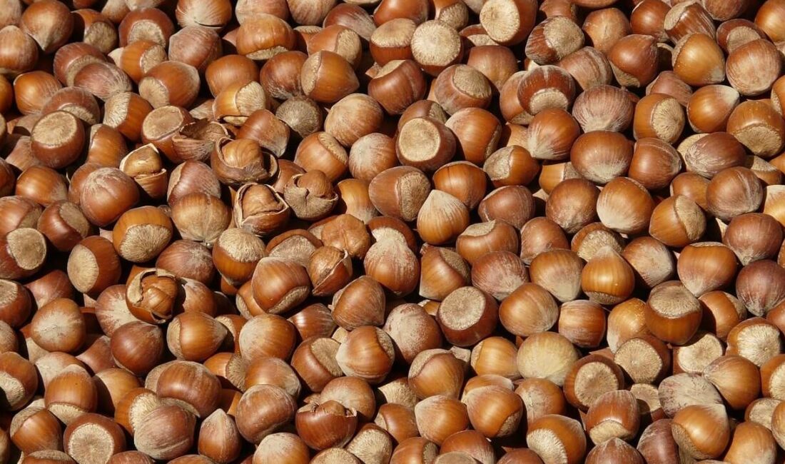 Trabzon, Rize, Artvin ve Gümüşhane’den 2026 yılının ocak ayında toplam