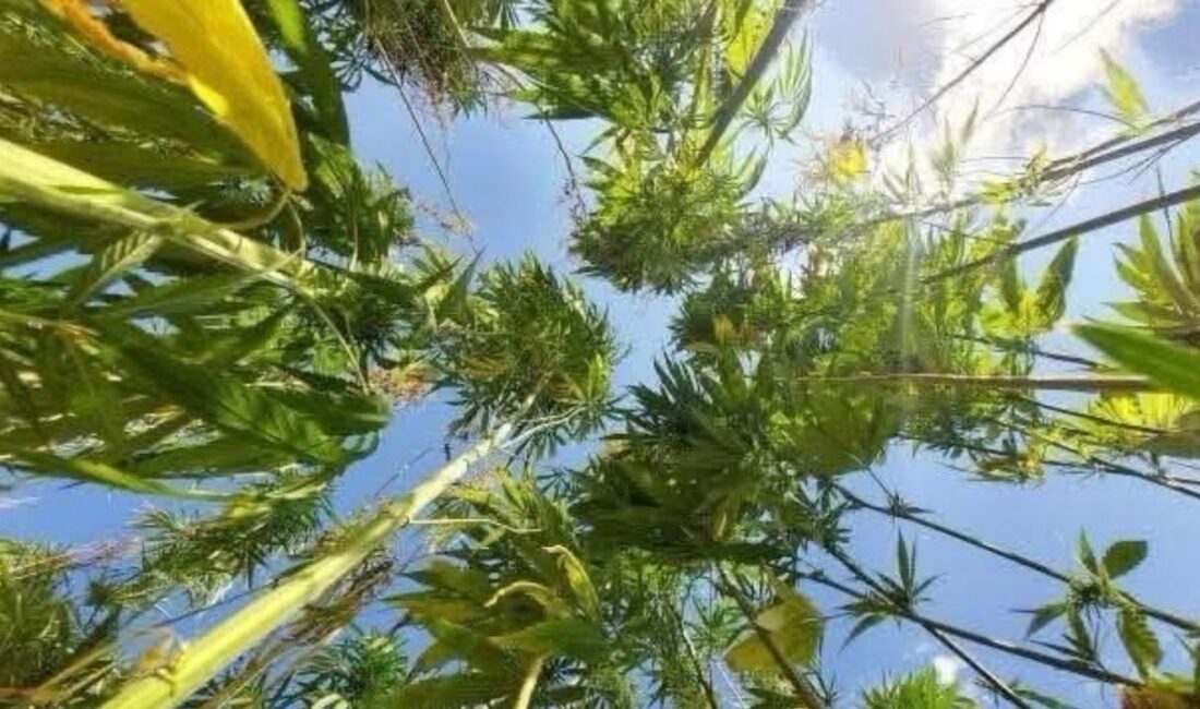 21 ilde kenevir üretiminin önü açıldı, Antalya, Isparta ve Burdur