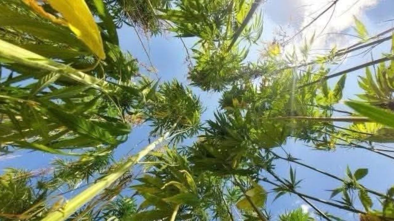 21 ilde kenevir üretiminin önü açıldı, Antalya, Isparta ve Burdur