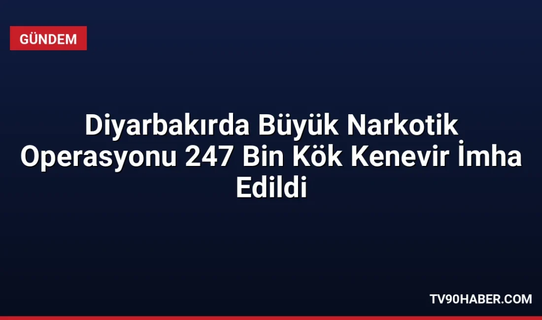 Diyarbakır'da jandarma ekiplerinin düzenlediği operasyonda 247 bin 145 kök kenevir