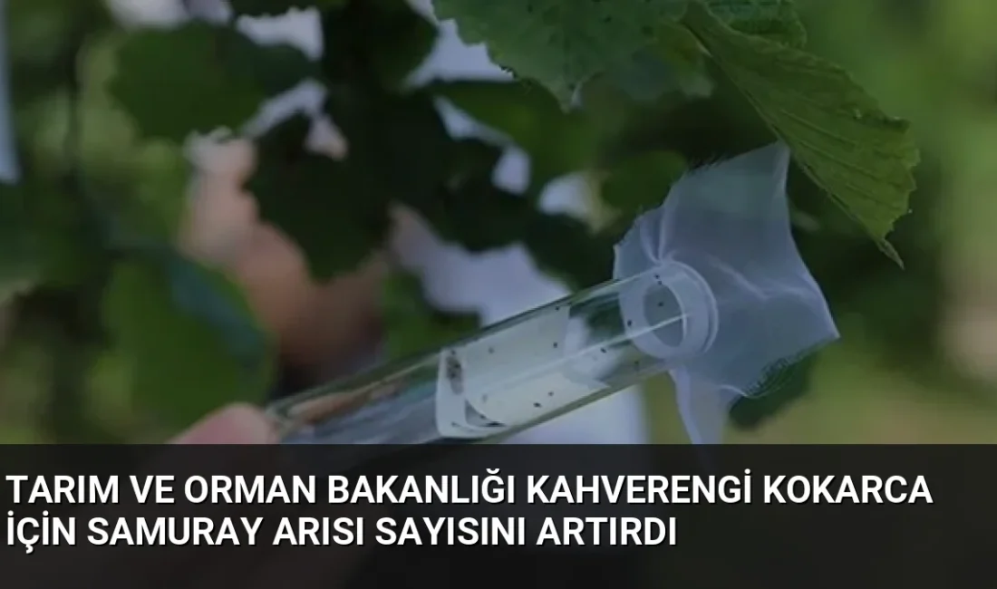 Tarım ve Orman Bakanı İbrahim Yumaklı, kahverengi kokarca zararlısına karşı