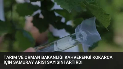Tarım ve Orman Bakanı İbrahim Yumaklı, kahverengi kokarca zararlısına karşı