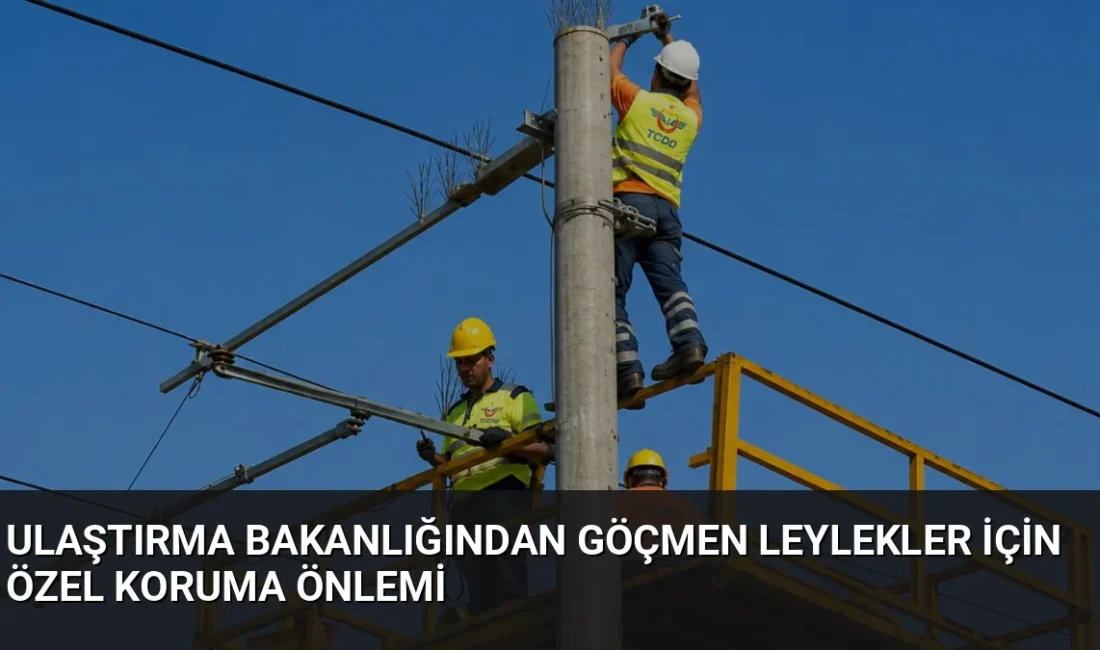 Bakan Uraloğlu, İstanbul Küçükçekmece'deki demiryolu hattında göçmen leylekleri elektrik çarpmasından