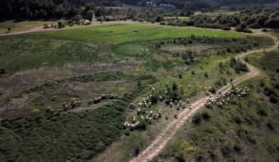 Barajın yüzde 90’ı kurudu; tarım arazilerinin su kaynağında koyun otlatılıp, otomobille geziliyor