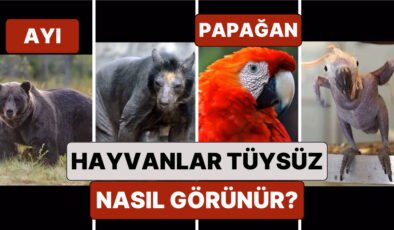 Bazılarını Tanıyamayacaksınız: Hayvanlar Kürkleri Olmadığında Nasıl Görünüyor?