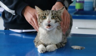 Çuvala konulup, mahalleden uzaklaştırmak istenen kedi sahiplendirilecek