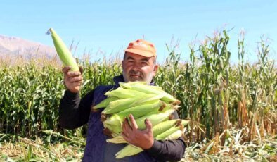 Elmalı’da Silajlık Mısır Hasadı Yapıldı