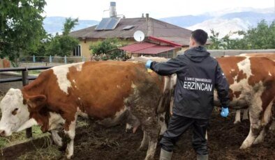 Erzincan’da Sonbahar Şap Aşılaması Başladı