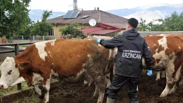 Erzincan’da Sonbahar Şap Aşılaması Başladı