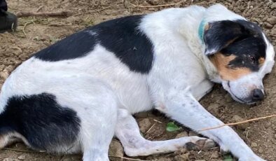 İstanbul’da ölen İngilizce öğretmeninin köpeği mezarının başından ayrılmıyor