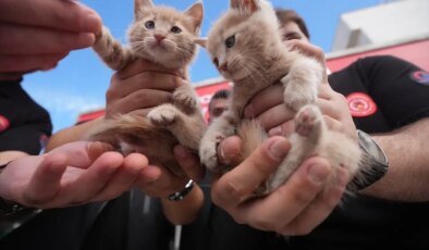 Itfaiye Sürücüsü, Kurtardığı Kedi Yavrularını Sahiplendi