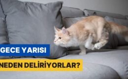 Kediler Neden Gecenin 3’ünde Cin Görmüş Gibi Oraya Buraya Koşturur?