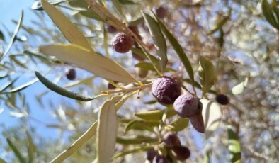 Kuraklık Zeytin Üretimini Olumsuz Etkiliyor, Fiyat Artışı Bekleniyor