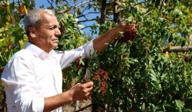 Sumakçı Dede’nin Aşılama Başarısı