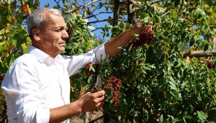 Sumakçı Dede’nin Aşılama Başarısı