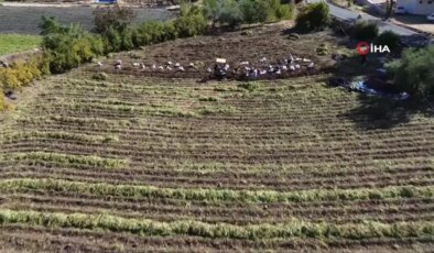 Tatlı Patates Hasadıyla Zelzele Yaraları Sarılıyor